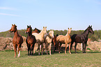 herd of horses