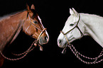 2 horses