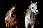 2 horses