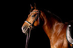 Horse Portrait