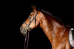 Horse Portrait