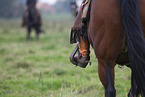 horses