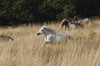 horses