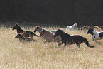 horses