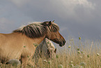horses