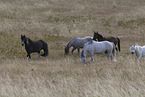 horses