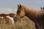 horses