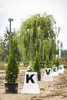 dressage arena