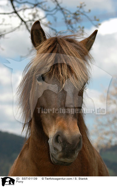 Huzule / Pony / SST-01139
