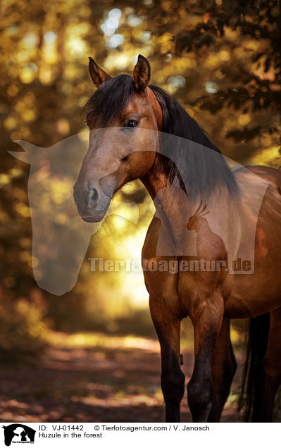 Huzule im Wald / Huzule in the forest / VJ-01442
