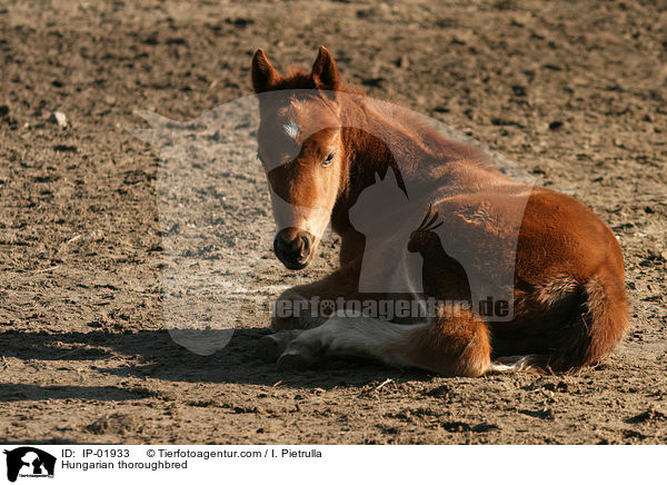 Hungarian thoroughbred / IP-01933