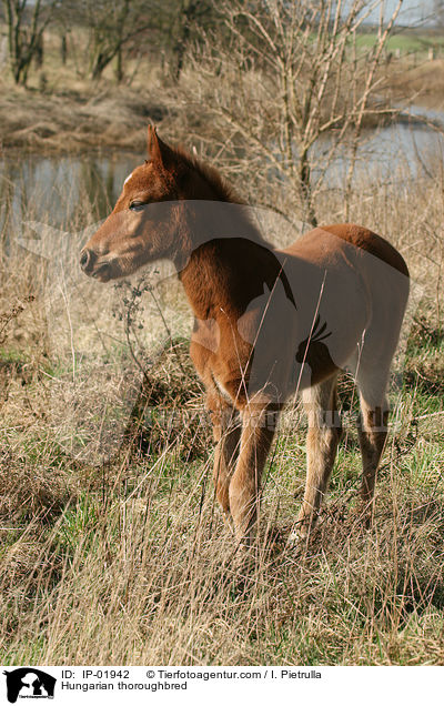 Hungarian thoroughbred / IP-01942