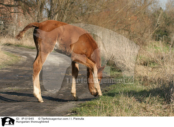 Hungarian thoroughbred / IP-01945