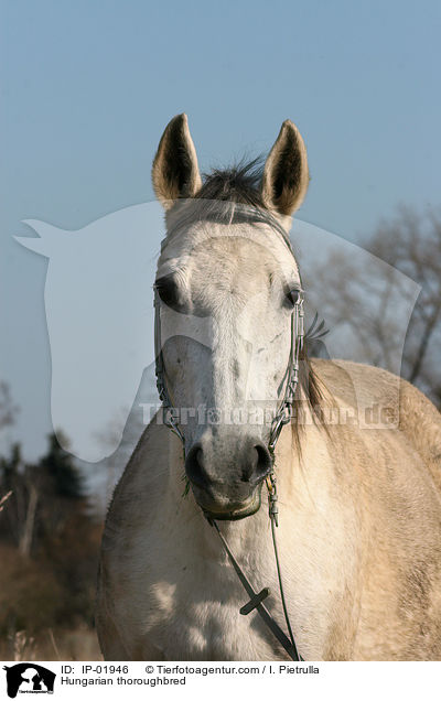 Hungarian thoroughbred / IP-01946