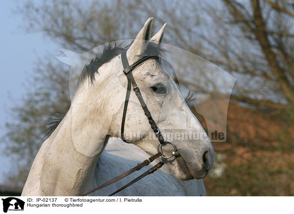 Hungarian thoroughbred / IP-02137