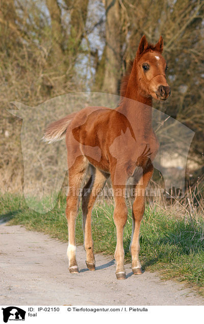 foal / IP-02150