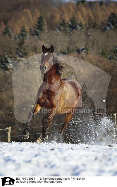 galloping Hungarian thoroughbred / NN-03067