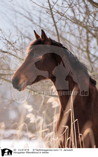 Hungarian Warmblood in winter / VJ-01419
