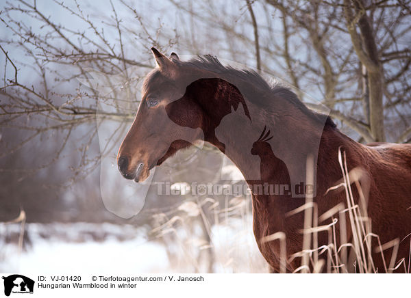 Hungarian Warmblood in winter / VJ-01420