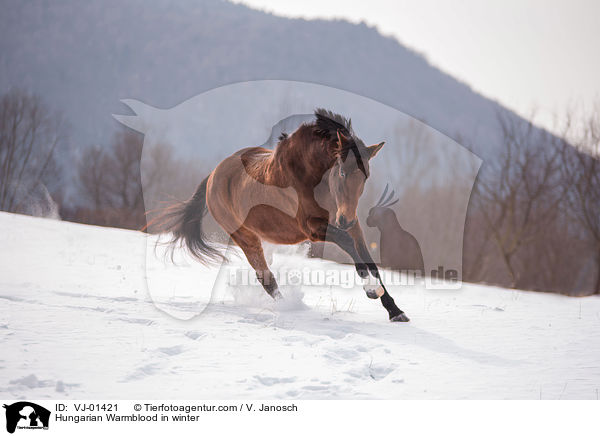 Hungarian Warmblood in winter / VJ-01421