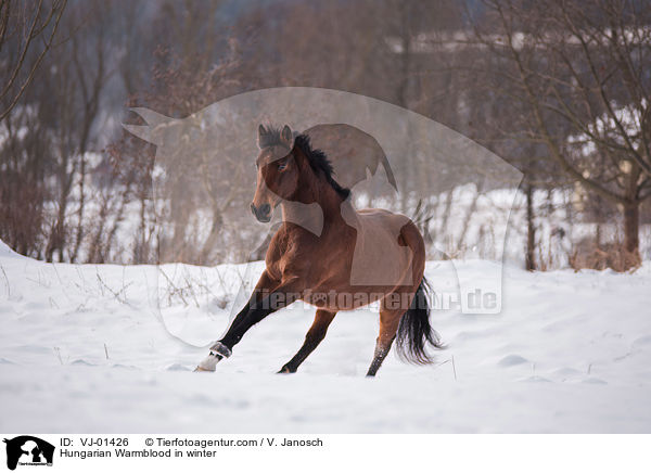 Hungarian Warmblood in winter / VJ-01426