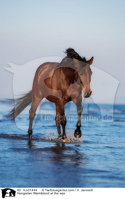 Hungarian Warmblood at the sea / VJ-01444