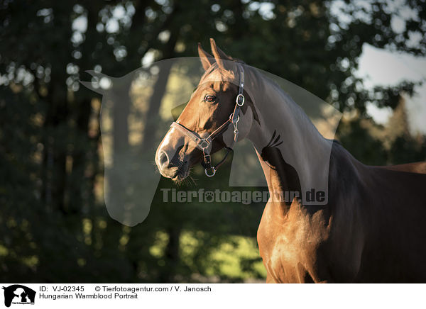 Ungarisches Warmblut Portrait / Hungarian Warmblood Portrait / VJ-02345