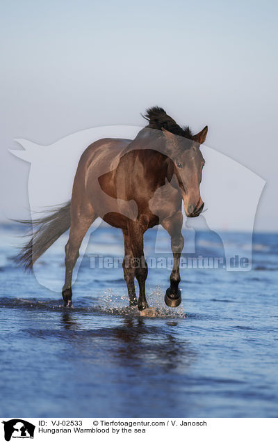 Hungarian Warmblood by the sea / VJ-02533