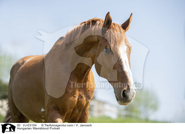 Hungarian Warmblood Portrait / VJ-03104