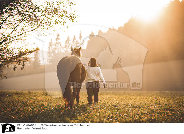 Hungarian Warmblood / VJ-04618