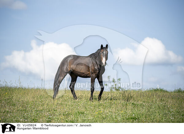 Hungarian Warmblood / VJ-05624