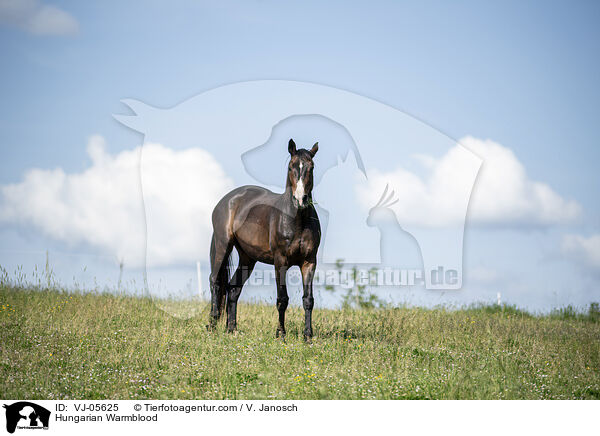 Ungarisches Warmblut / Hungarian Warmblood / VJ-05625