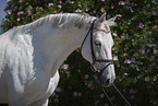 Hungarian Warmblood portrait