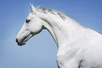 Hungarian Warmblood portrait