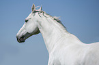 Hungarian Warmblood portrait