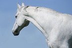 Hungarian Warmblood portrait