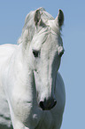 Hungarian Warmblood portrait