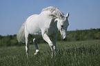 walking Hungarian Warmblood