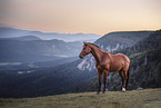 Hungarian Warmblood