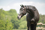 black Hungarian Warmblood