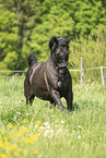 black Hungarian Warmblood