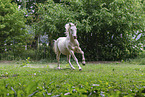 Hungarian Warmblood stallion