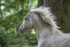 Hungarian Warmblood stallion