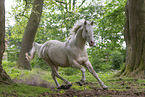 Hungarian Warmblood stallion