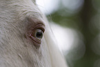 Hungarian Warmblood stallion