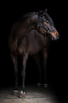 Hungarian Warmblood