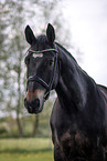 Hungarian Warmblood