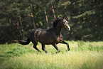 Hungarian Warmblood