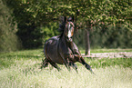Hungarian Warmblood
