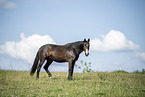 Hungarian Warmblood